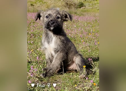 Inka und ihre Welpen suchen ein Zuhause