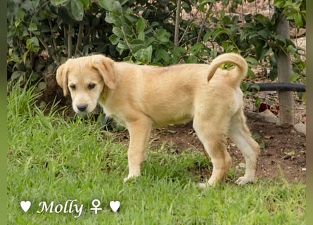 Polly und Molly suchen ein Zuhause