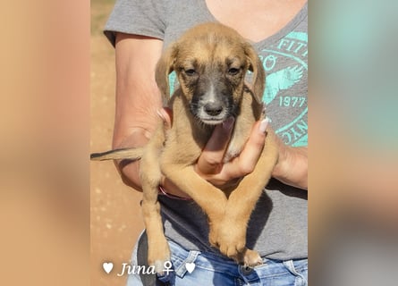 Update: Juna, Julie, Joanna (reserviert) und Jill  suchen ab Dezember  ein Zuhause