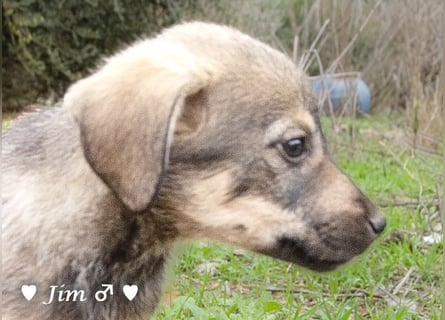 Jack, John und Jim suchen ab Januar ein Zuhause