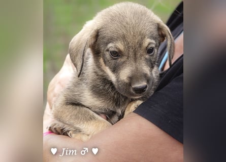 Jack, John und Jim suchen ab Januar ein Zuhause