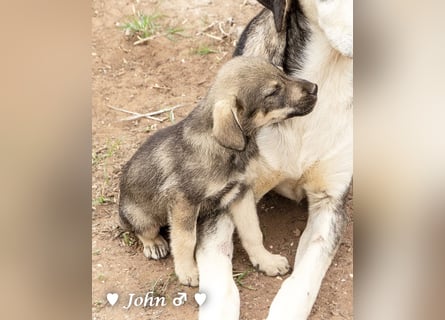 Jack, John und Jim suchen ab Januar ein Zuhause