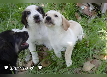 Devito, Casper, Lily und Dove  suchen ihre Familie ab Oktober