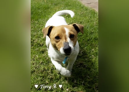Winzling Tiny sucht ihr Zuhause