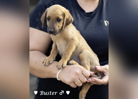 Buster sucht ein Zuhause