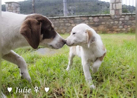 Update: Juna, Julie, Joanna und Jill  suchen ab Dezember  ein Zuhause