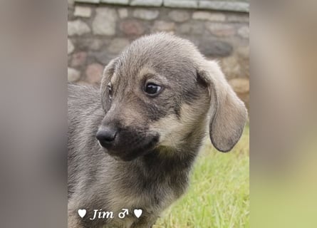 John und Jim suchen ab Dezember ein Zuhause