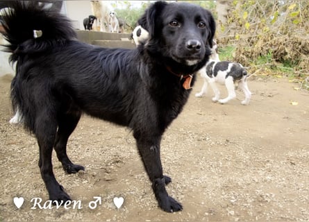 Raven sucht ab Januar ein Zuhause