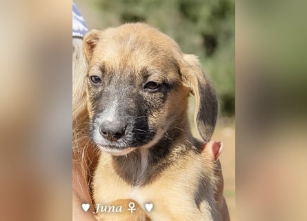 Update: Juna, Julie, Joanna (reserviert) und Jill  suchen ab Dezember  ein Zuhause