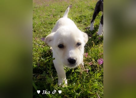 Inka und ihre Welpen suchen ein Zuhause