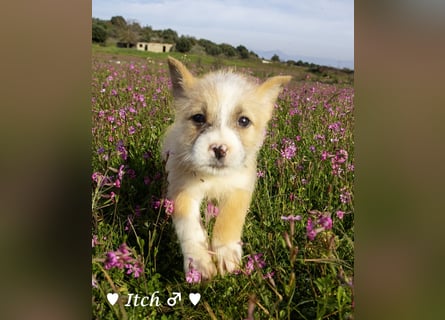 Inka und ihre Welpen suchen ein Zuhause