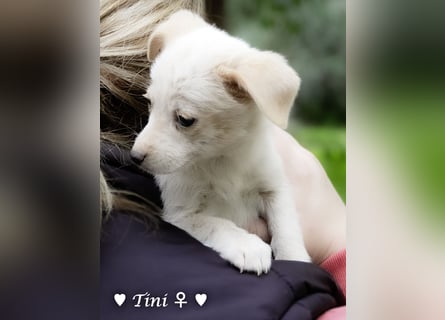 Tinkerbell und ihre Welpen   suchen ab Januar ein Zuhause