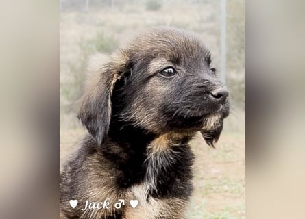 Jack, John und Jim suchen ab Januar ein Zuhause