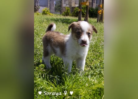 Soraya sucht  ein Zuhause