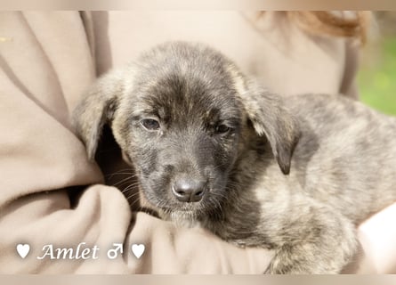 Sechs süße Welpen  suchen ein Zuhause