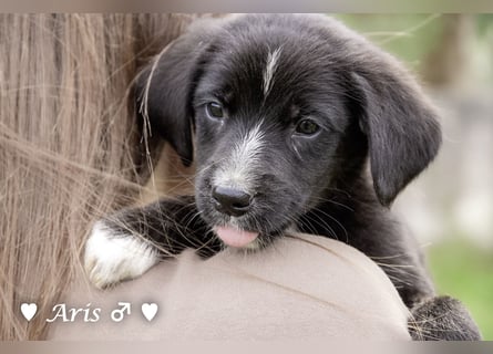 Sechs süße Welpen  suchen ein Zuhause