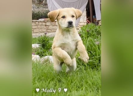 Polly und Molly suchen ein Zuhause