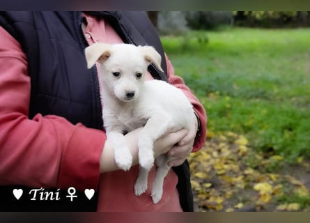 Tinkerbell und ihre Welpen   suchen ab Januar ein Zuhause