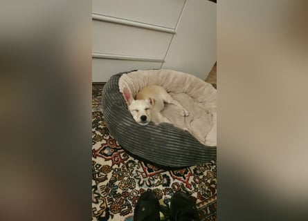 Kleiner Willie in der Südpfalz zu besuchen