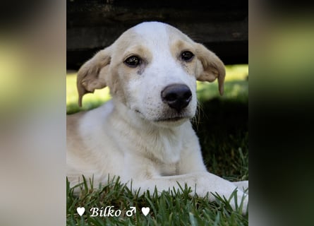 Update: Mischlingswelpen Bado,  Bilko und Bambi  suchen ein Zuhause
