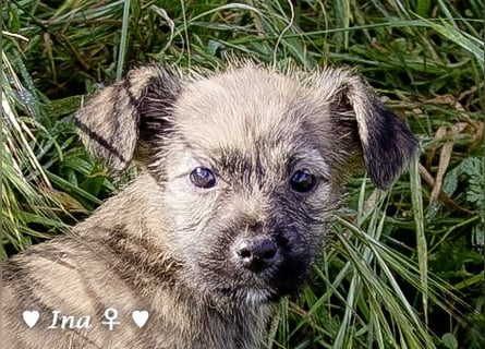 Inka und ihre Welpen suchen ein Zuhause