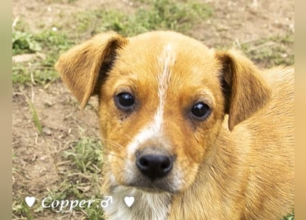 Copper m., Cinnamon w. und Carmella w. suchen  ein Zuhause