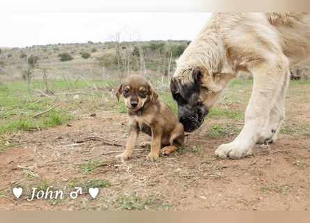 Jack, John und Jim suchen ab Januar ein Zuhause