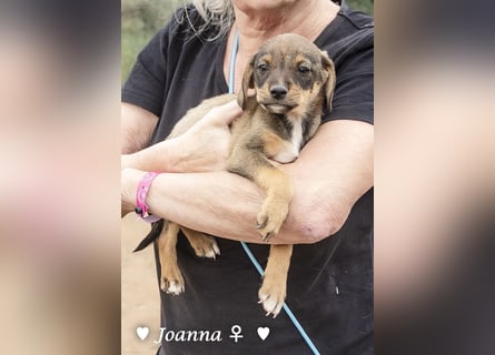 Juna, Julie, Joanna und Jill  suchen ab Dezember  ein Zuhause