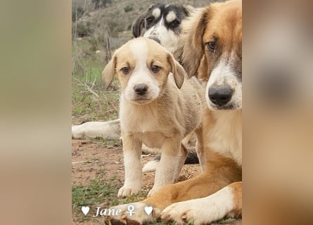 Juna, Julie, Joanna und Jill  suchen ab Dezember  ein Zuhause