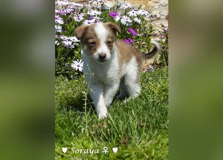 Soraya sucht  ein Zuhause