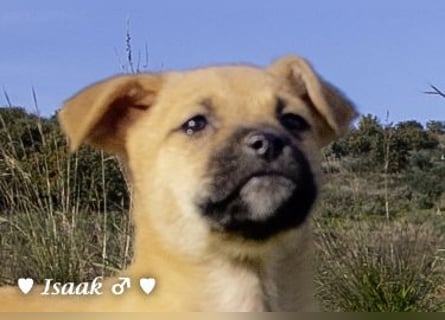 Inka und ihre Welpen suchen ein Zuhause