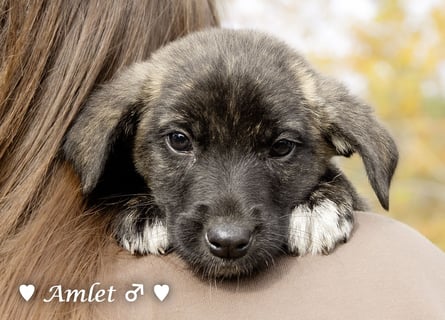 Sechs süße Welpen  suchen ein Zuhause