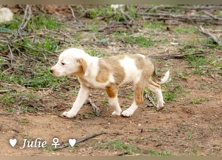 Juna, Julie, Joanna und Jill  suchen ab Dezember  ein Zuhause