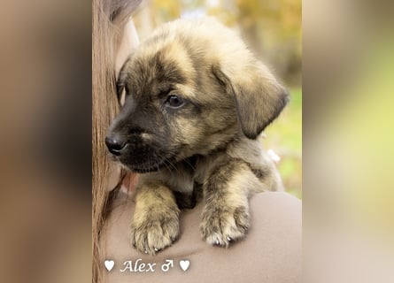 Sechs süße Welpen  suchen ein Zuhause