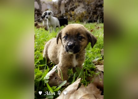 Sechs süße Welpen  suchen ein Zuhause