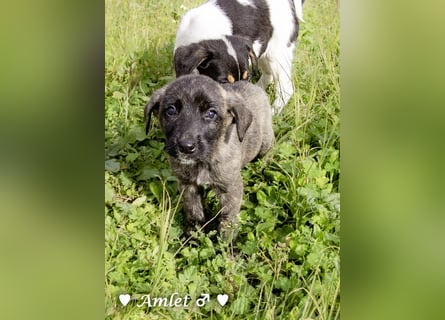 Winzling Amlet sucht noch ein Zuhause