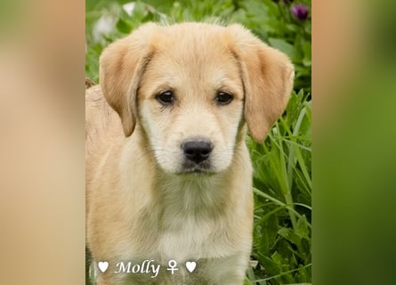 Polly (reserviert)  und Molly suchen ein Zuhause