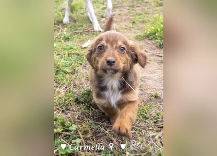 Copper m., Cinnamon w. und Carmella w. suchen  ein Zuhause