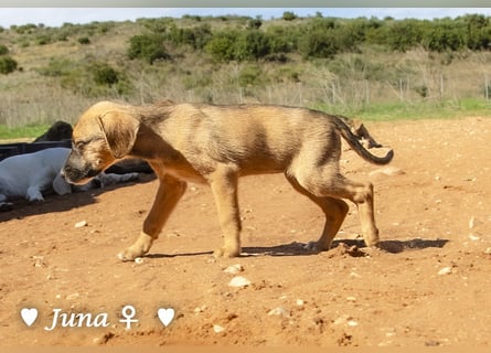 Update: Juna, Julie, Joanna (reserviert) und Jill  suchen ab Dezember  ein Zuhause