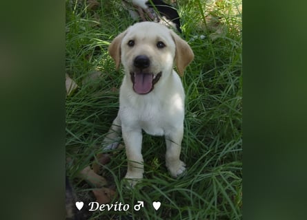 Devito, Casper, Lily und Dove  suchen ihre Familie ab Oktober