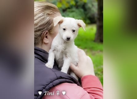 Tinkerbell und ihre Welpen   suchen ab Januar ein Zuhause