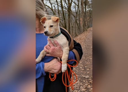 Kleiner Willie in der Südpfalz zu besuchen
