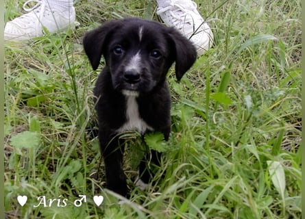 Sechs süße Welpen  suchen ein Zuhause