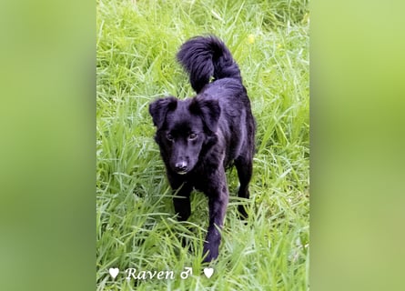 Raven sucht ab Januar ein Zuhause