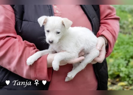 Die Winzlinge Tilly, Tilda und Tanja suchen ab Januar ein Zuhause