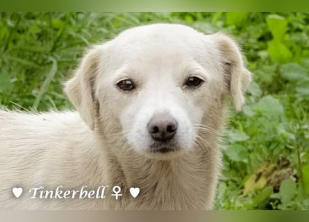 Tinkerbell und ihre Welpen   suchen ab Januar ein Zuhause