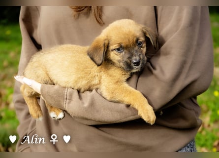 Sechs süße Welpen  suchen ein Zuhause