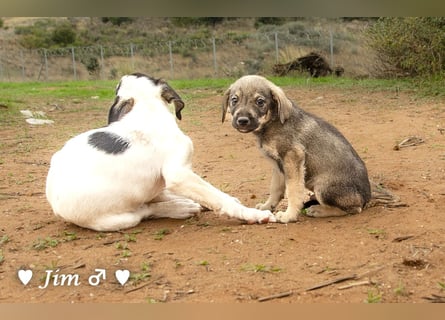 Jack, John und Jim suchen ab Januar ein Zuhause