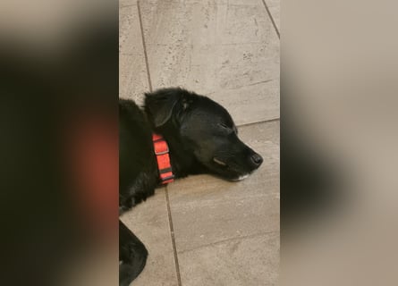 Raven, nun Rudi, in der Südpfalz zu besuchen