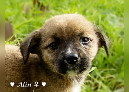 Drei süße Welpen  suchen ein Zuhause